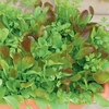 Salad Leaves Provencale Mix - Plants