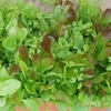 Salad Seed Collection - March & April Sowing