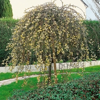 Salix Kilmarnock Weeping Willow Tree