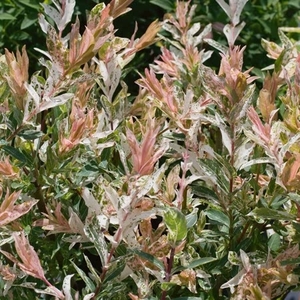 Salix Tree - Flamingo