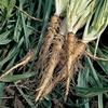 Salsify Scorzobianca