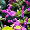 Salvia 
