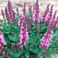 Salvia Nemerisa Sensation Rose - Bare Root Perennial X1