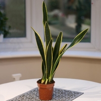 Sansevieria Trifasciata Laurentii (mother In Law