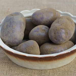 Sarpo Blue Danube Seed Potatoes