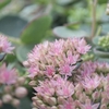Sedum Upright Dragon - Plants