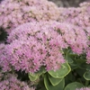 Sedum Upright Pink Bomb - Plants