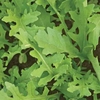 Seed Gro Mat - Salad Leaves Mix X1