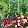 Seed Gro Mats And Gro-beds Collection