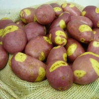Seed Potato 