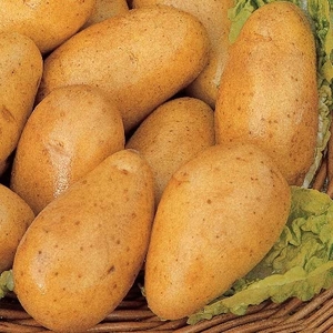 Seed Potato Taster Kit Refill Pack