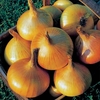 Senshyu Yellow Onion Sets