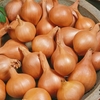 Shallot Ambition- Plants