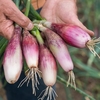 Shallot Seeds - Eschalot Roderique