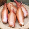 Shallot Seeds - Zebrune