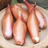 Shallot Seeds - Zebrune