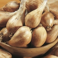Shallot Sets - Eschalote Grise