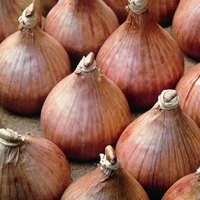 Shallot Sets - Hative De Noirt X15