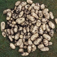 Sharpes Express Seed Potatoes