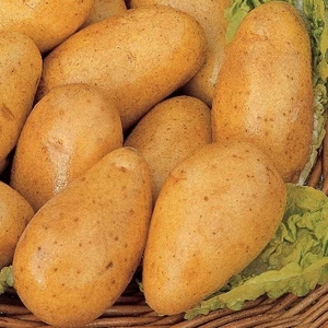 Small Plot Potato Collection With Fertiliser