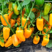 Snack Pepper Plants Collection
