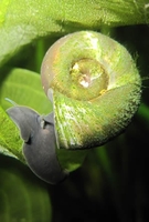 Snail Collection 10x Snails Plus Oxygenating Weed