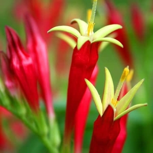 Spigelia Marilandica - Bare Root Perennial X1