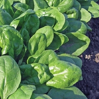 Spinach Amazon- Plants