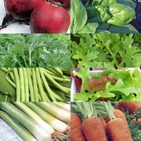 Spring Sowing Vegetable Seeds And Gro Beds