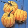 Squash Festival Seeds