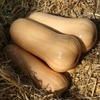 Squash Plants - Sweetmax