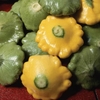 Squash Scallopini Mix Seeds