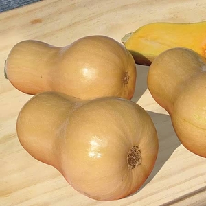 Squash Seeds - Hunter F1 Hybrid