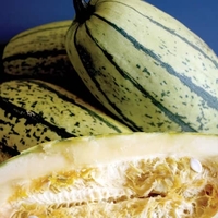 Squash Spaghetti- Seeds