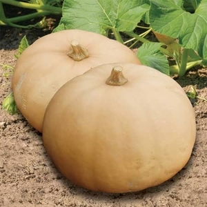 Squash Squashkin X3 Plants