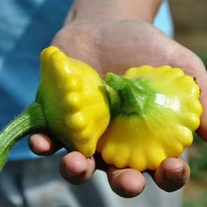 Squash Twinkle Plants X 3
