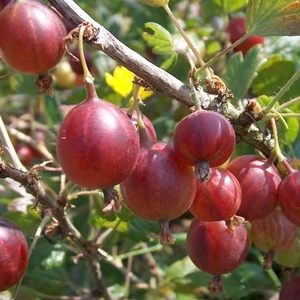 Standard Gooseberry Plant - Hinnonmaki - Bare Root