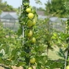 Standard Gooseberry Plant - Invicta - Bare Root