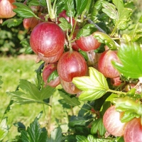 Standard Gooseberry 