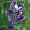 Starlight - Sweet Pea Seeds