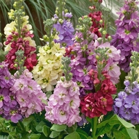 Stocks Giant Excelsior Mixed