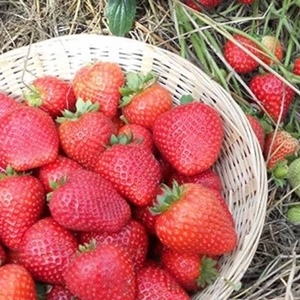 Strawberry Buddy Plants