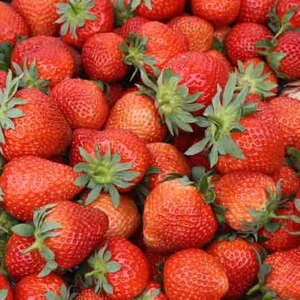 Strawberry Fenella Plants