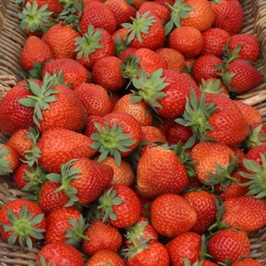 Strawberry Misted Tips Fenella -plants