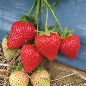 Strawberry Misted Tips Malling Centenary -plants