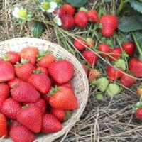 Strawberry Plants Long Cropping Collection (5x3)