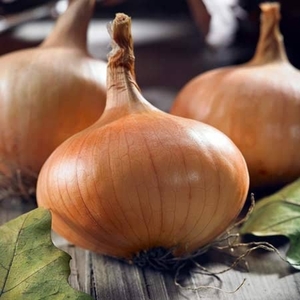 Stuttgarter Stanfield Onion Sets