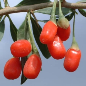 Superfood Berry Collection - Goji,  Saskatoon,  Honeyberry & Raspberry