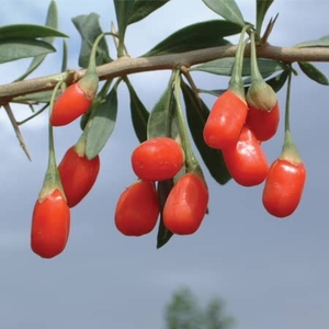 Superfood Berry Collection - Raspberry,  Goji,  Aronia & Honeyberry