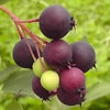 Superfood Collection - Saskatoon,  Goji Berry & Black Jewel